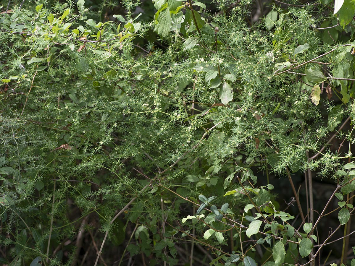 Asparagus acutifolius